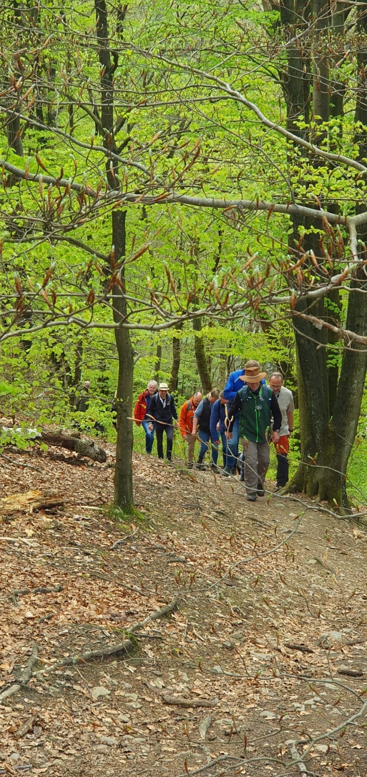 Eine Gruppe wandert auf einem Waldweg bergauf zwischen grünen Bäumen bei einer Whiskywanderung.